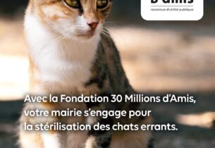 CAMPAGNE D’IDENTIFICATION ET DE STERILISATION DES CHATS LIBRES SAUVAGES