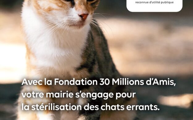 CAMPAGNE D’IDENTIFICATION ET DE STERILISATION DES CHATS LIBRES SAUVAGES