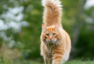 Bilan de la campagne de stérilisation des chats errants à Crécy-la-Chapelle