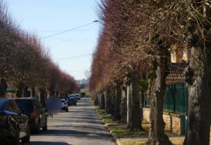 Abattage sécuritaire d’arbres